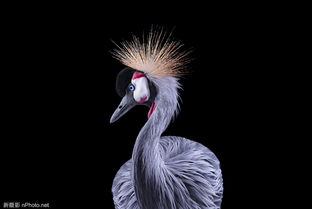 攝影師 brad wilson 野生動物詩意肖像