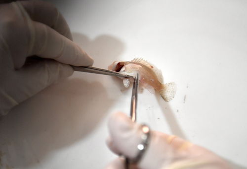 工廠化育苗 水產(chǎn)養(yǎng)殖業(yè)高質(zhì)量發(fā)展的新引擎